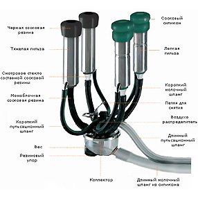 Обзор доильного оборудования: отличия и модификации доильных аппаратов и установок